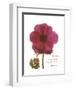 Magenta Magnolia-Albert Koetsier-Framed Premium Giclee Print