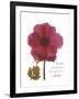 Magenta Magnolia-Albert Koetsier-Framed Premium Giclee Print