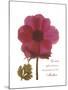 Magenta Magnolia-Albert Koetsier-Mounted Premium Giclee Print