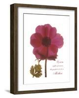 Magenta Magnolia-Albert Koetsier-Framed Premium Giclee Print