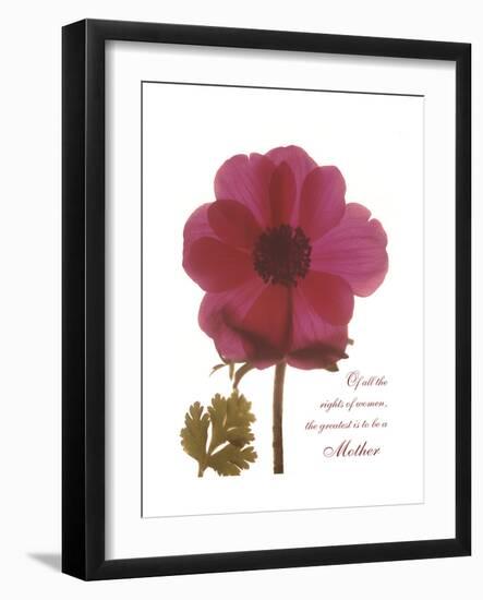 Magenta Magnolia-Albert Koetsier-Framed Premium Giclee Print