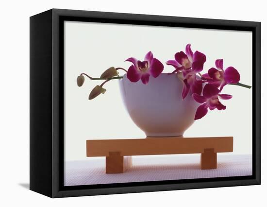 Magenta Orchids in White Bowl-Colin Anderson-Framed Stretched Canvas