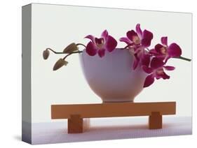 Magenta Orchids in White Bowl-Colin Anderson-Stretched Canvas
