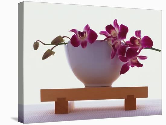 Magenta Orchids in White Bowl-Colin Anderson-Stretched Canvas