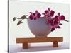 Magenta Orchids in White Bowl-Colin Anderson-Stretched Canvas