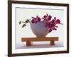 Magenta Orchids in White Bowl-Colin Anderson-Framed Photographic Print