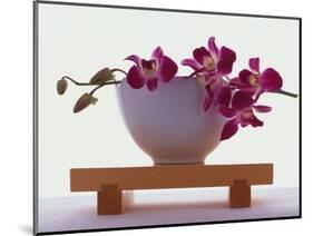 Magenta Orchids in White Bowl-Colin Anderson-Mounted Photographic Print