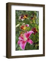 Magenta Stargazer lily-Anna Miller-Framed Photographic Print