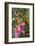 Magenta Stargazer lily-Anna Miller-Framed Photographic Print