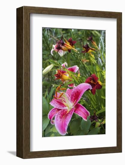 Magenta Stargazer lily-Anna Miller-Framed Photographic Print