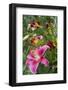 Magenta Stargazer lily-Anna Miller-Framed Photographic Print