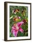 Magenta Stargazer lily-Anna Miller-Framed Photographic Print