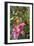 Magenta Stargazer lily-Anna Miller-Framed Photographic Print