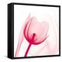 Magenta Tulip C68-Albert Koetsier-Framed Stretched Canvas