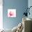 Magenta Tulip C68-Albert Koetsier-Stretched Canvas displayed on a wall