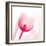 Magenta Tulip C68-Albert Koetsier-Framed Art Print