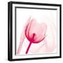 Magenta Tulip C68-Albert Koetsier-Framed Art Print