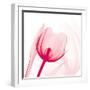 Magenta Tulip C68-Albert Koetsier-Framed Art Print