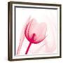 Magenta Tulip C68-Albert Koetsier-Framed Premium Giclee Print