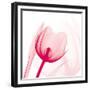Magenta Tulip C68-Albert Koetsier-Framed Premium Giclee Print