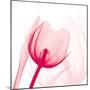 Magenta Tulip C68-Albert Koetsier-Mounted Premium Giclee Print