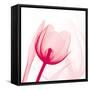 Magenta Tulip C68-Albert Koetsier-Framed Stretched Canvas