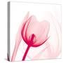 Magenta Tulip C68-Albert Koetsier-Stretched Canvas