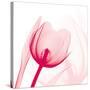 Magenta Tulip C68-Albert Koetsier-Stretched Canvas