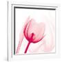 Magenta Tulip C68-Albert Koetsier-Framed Art Print