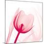 Magenta Tulip C68-Albert Koetsier-Mounted Art Print