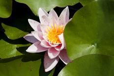 Pink Water-Lily. Water Lily Flower and Green Leafs.-maggee-Photographic Print