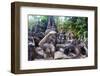 Magic Buddha Garden-iunewind-Framed Photographic Print