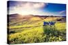 Magic Flowers in Mountain Landscape with Dramatic Overcast Sky. Carpathian, Ukraine, Europe. Beauty-Leonid Tit-Stretched Canvas