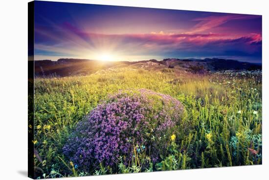 Magic Flowers in Mountain Landscape with Dramatic Overcast Sky. Carpathian, Ukraine, Europe. Beauty-Leonid Tit-Stretched Canvas