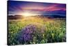 Magic Flowers in Mountain Landscape with Dramatic Overcast Sky. Carpathian, Ukraine, Europe. Beauty-Leonid Tit-Stretched Canvas