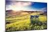 Magic Flowers in Mountain Landscape with Dramatic Overcast Sky. Carpathian, Ukraine, Europe. Beauty-Leonid Tit-Mounted Photographic Print