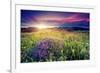 Magic Flowers in Mountain Landscape with Dramatic Overcast Sky. Carpathian, Ukraine, Europe. Beauty-Leonid Tit-Framed Photographic Print