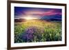 Magic Flowers in Mountain Landscape with Dramatic Overcast Sky. Carpathian, Ukraine, Europe. Beauty-Leonid Tit-Framed Photographic Print