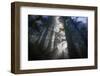 Magic Forest - Light Beams and  Redwoods, Humboldt-Vincent James-Framed Photographic Print