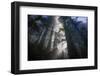 Magic Forest - Light Beams and  Redwoods, Humboldt-Vincent James-Framed Photographic Print
