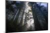 Magic Forest - Light Beams and  Redwoods, Humboldt-Vincent James-Mounted Photographic Print
