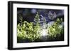 Magic In The Forest-Incredi-Framed Giclee Print