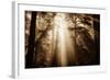 Magic Light in the Forest, California Redwoods, Coastal Trees-Vincent James-Framed Photographic Print