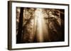 Magic Light in the Forest, California Redwoods, Coastal Trees-Vincent James-Framed Photographic Print