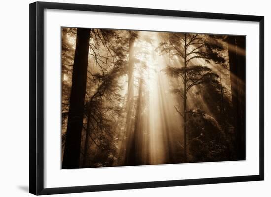 Magic Light in the Forest, California Redwoods, Coastal Trees-Vincent James-Framed Photographic Print