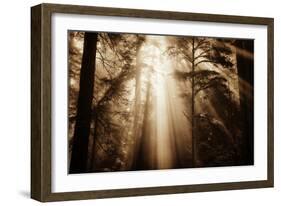 Magic Light in the Forest, California Redwoods, Coastal Trees-Vincent James-Framed Photographic Print