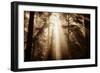 Magic Light in the Forest, California Redwoods, Coastal Trees-Vincent James-Framed Photographic Print