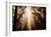 Magic Light in the Forest, California Redwoods, Coastal Trees-Vincent James-Framed Photographic Print