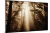 Magic Light in the Forest, California Redwoods, Coastal Trees-Vincent James-Mounted Photographic Print