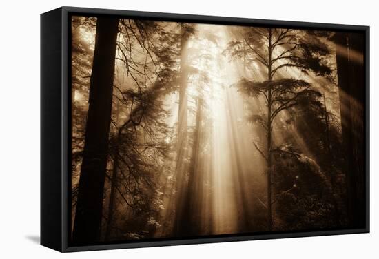 Magic Light in the Forest, California Redwoods, Coastal Trees-Vincent James-Framed Stretched Canvas